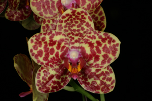 Phalaenopsis Memoria John Heric Celebration